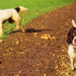 A Comprehensive Guide: Springer Spaniel Exercise Tips