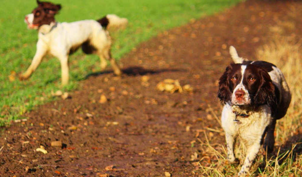 A Comprehensive Guide: Springer Spaniel Exercise Tips