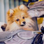The Ultimate Guide to the Top 6 Dog Strollers