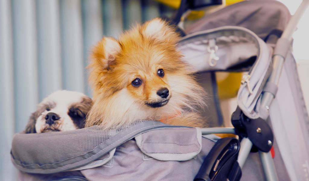 The Ultimate Guide to the Top 6 Dog Strollers