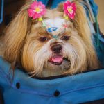 Are Dog Strollers a Good Idea?