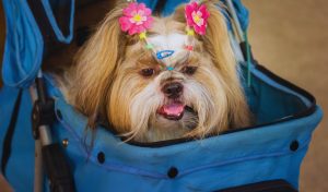 Are Dog Strollers a Good Idea?