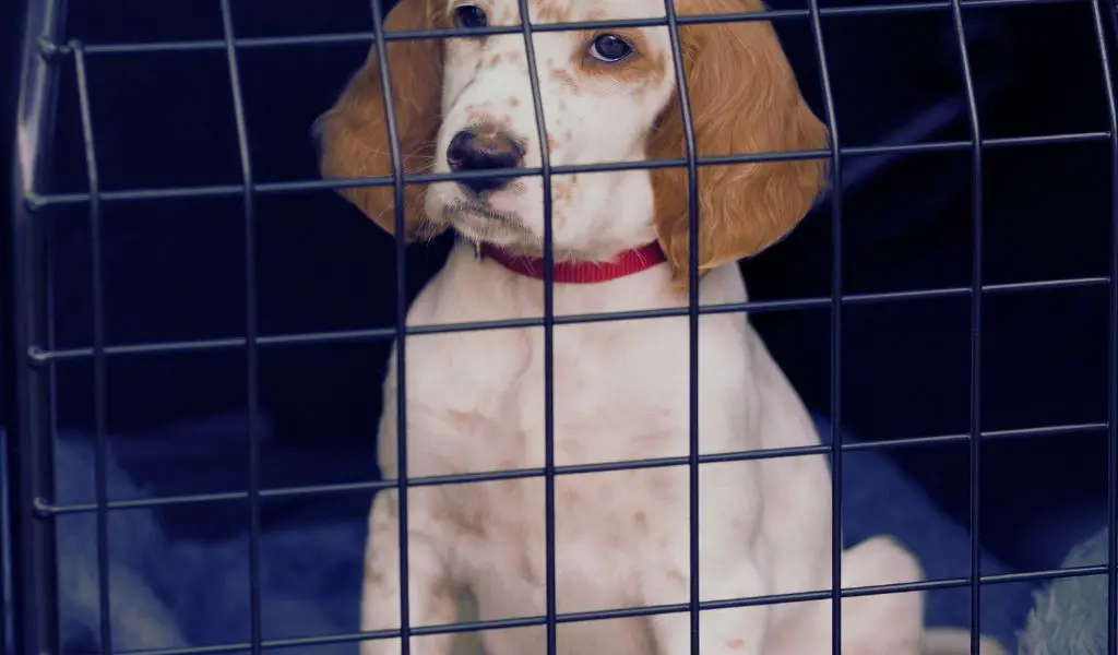 The Benefits of Using a Dog Crate for Your Cocker Spaniel