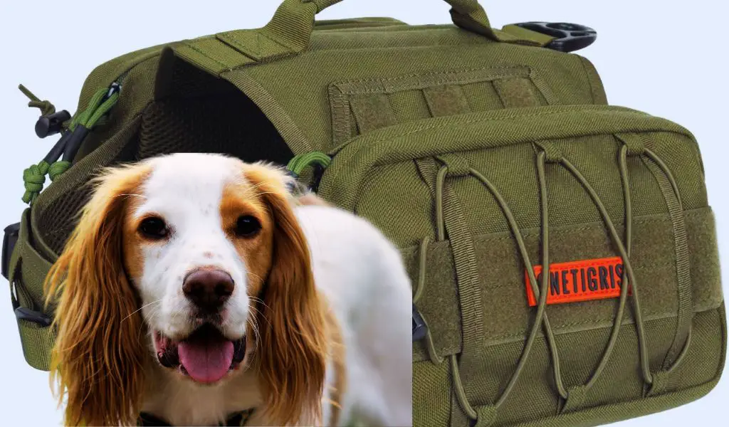 Why Every Cocker Spaniel Needs a Dog Backpack