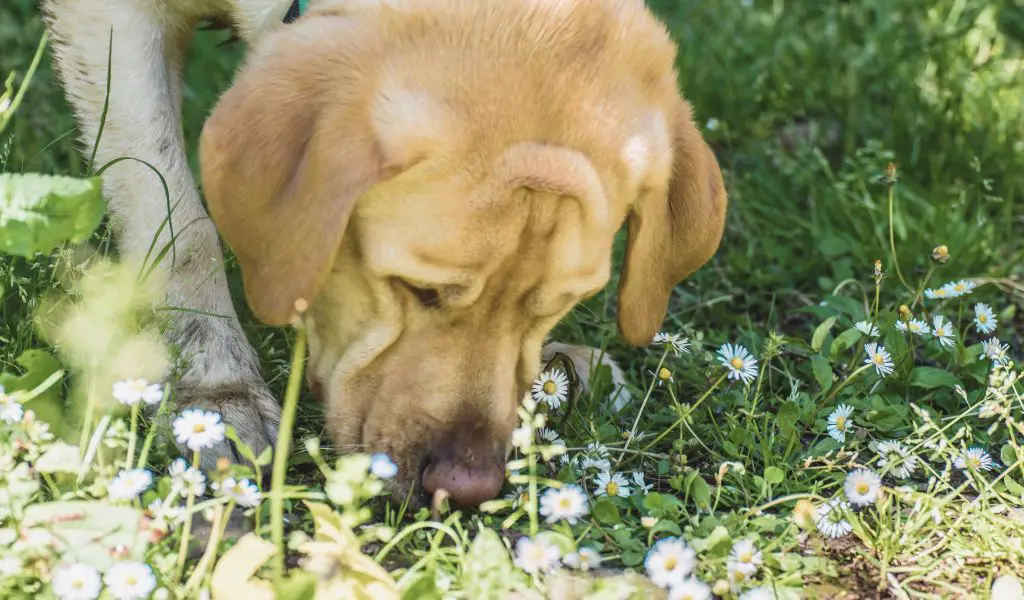 Why Do Dogs Eat Dirt: Unravelling the Mystery Behind This Behaviour