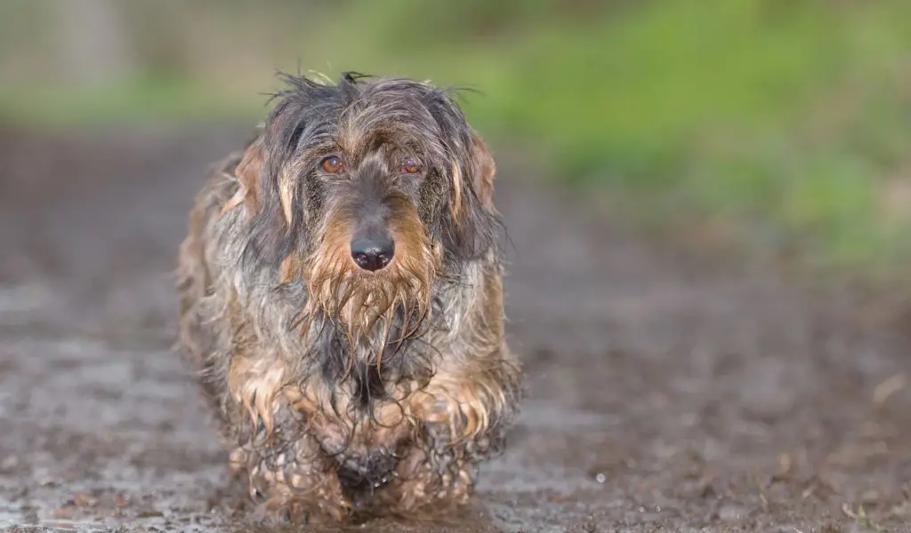 Why Do Dogs Eat Dirt: Unravelling the Mystery Behind This Behaviour