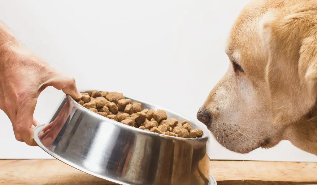 Should Dogs Eat More in the Morning or Evening?