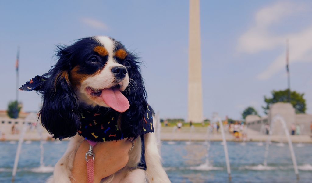 Using Playtime and Toys to Teach a Cavalier King Charles Spaniel