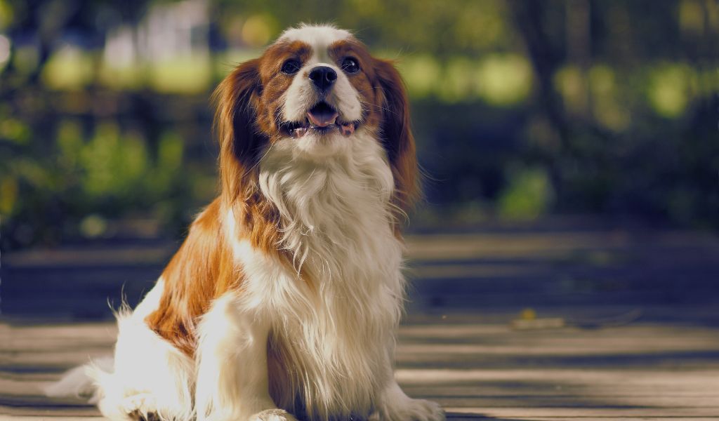 Training a Cavalier King Charles Spaniel to Walk on a Lead Without Pulling