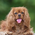 Training Your Cavalier King Charles Spaniel for Therapy or Emotional Support Work