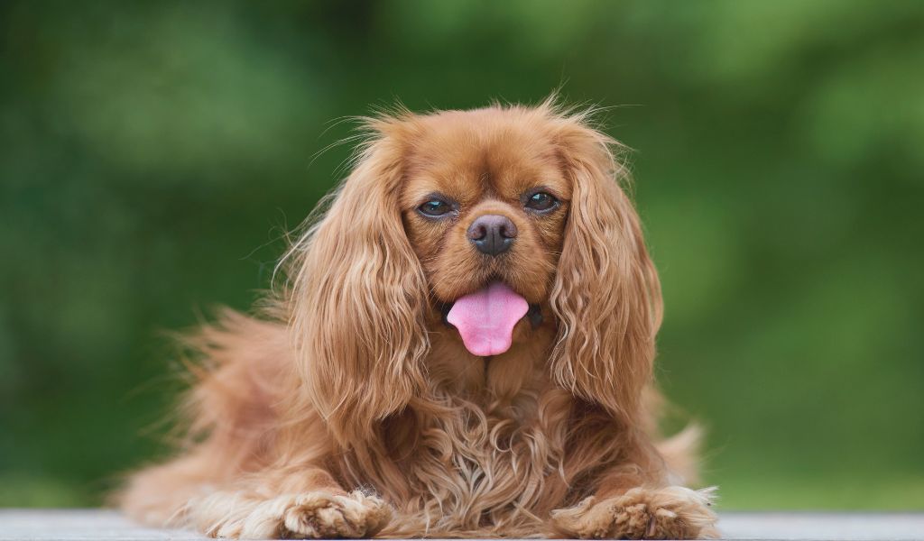 Training Your Cavalier King Charles Spaniel for Therapy or Emotional Support Work