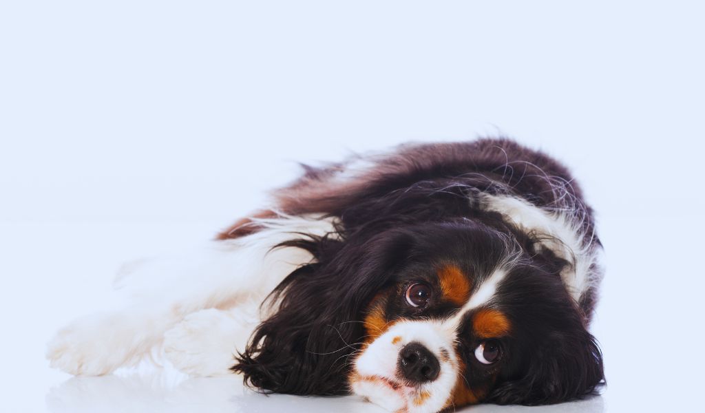 Training Your Cavalier King Charles Spaniel for Therapy or Emotional Support Work