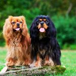 Teaching Your Cavalier King Charles Spaniel to Get Along with Other Pets: A Comprehensive Guide