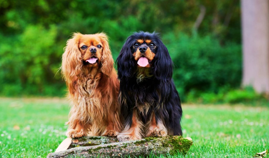 Teaching Your Cavalier King Charles Spaniel to Get Along with Other Pets: A Comprehensive Guide