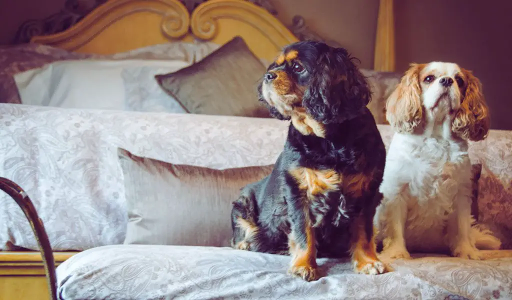 Teaching Your Cavalier King Charles Spaniel to Get Along with Other Pets: A Comprehensive Guide