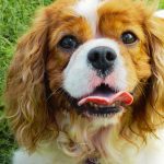 How to Buy a King Charles Cavalier Without Health Problems: A Comprehensive Guide
