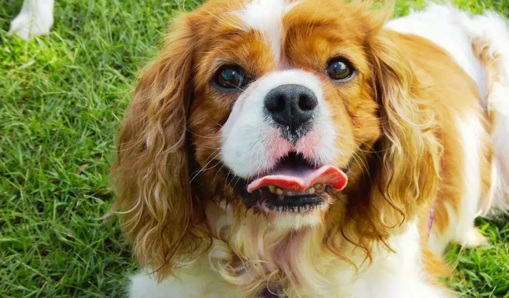 How to Buy a King Charles Cavalier Without Health Problems: A Comprehensive Guide