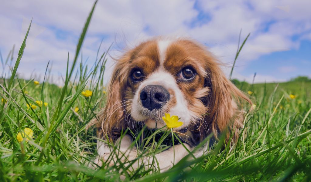 How to Buy a King Charles Cavalier Without Health Problems: A Comprehensive Guide