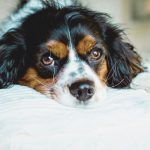 How to choose the right obedience class for your Cavalier King Charles Spaniel