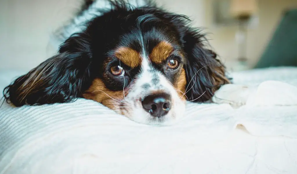 How to choose the right obedience class for your Cavalier King Charles Spaniel