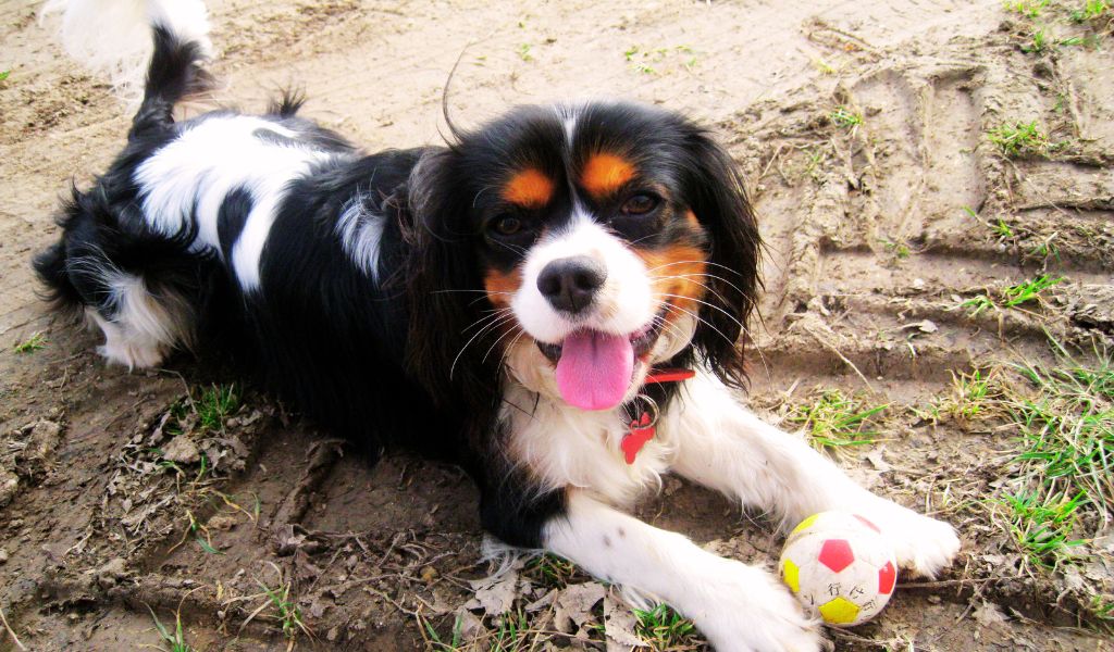 How to choose the right obedience class for your Cavalier King Charles Spaniel