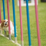 The Benefits of Agility Training for Cavalier King Charles Spaniels