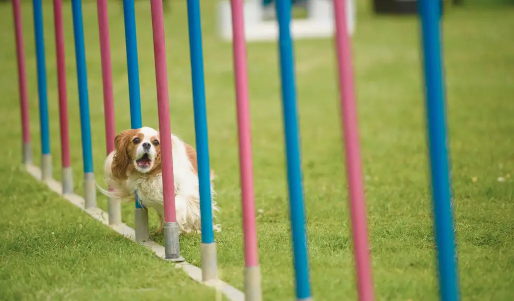 The Benefits of Agility Training for Cavalier King Charles Spaniels