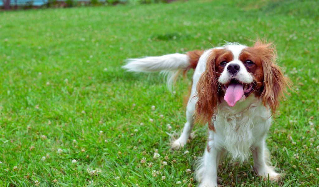 The Benefits of Agility Training for Cavalier King Charles Spaniels