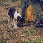 Unleashing the Truffle Hunter: Can Cocker Spaniels Find Truffles?