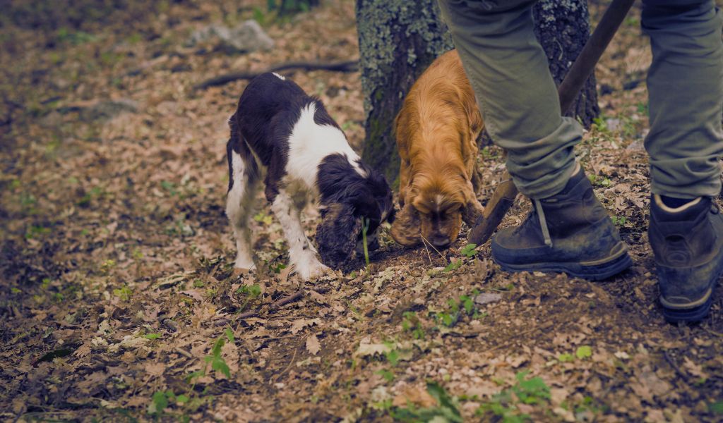 Unleashing the Truffle Hunter: Can Cocker Spaniels Find Truffles?