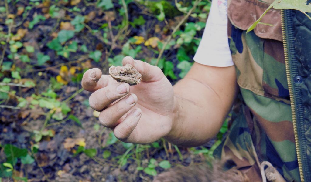 Unleashing the Truffle Hunter: Can Cocker Spaniels Find Truffles? 2 Unleashing the Truffle Hunter: Can Cocker Spaniels Find Truffles?