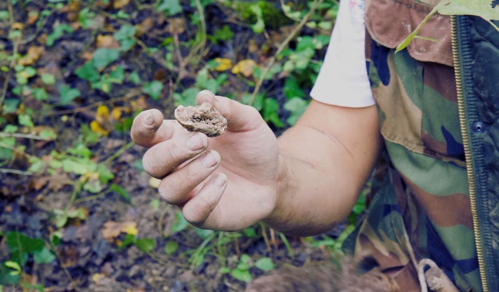 Unleashing the Truffle Hunter: Can Cocker Spaniels Find Truffles?