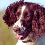 Mastering Obedience: Practical Steps to Teach Your English Springer Spaniel
