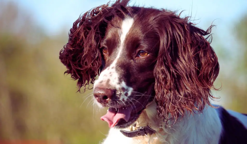 Mastering Obedience: Practical Steps to Teach Your English Springer Spaniel