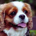 The Importance of Consistency and Patience in Cavalier King Charles Spaniel Training
