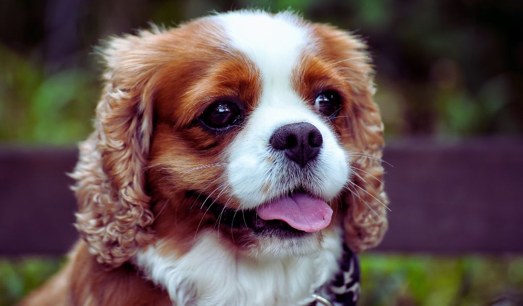 The Importance of Consistency and Patience in Cavalier King Charles Spaniel Training