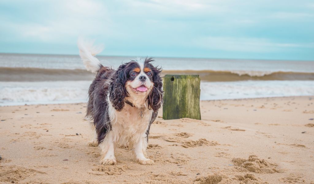 The Importance of Consistency and Patience in Cavalier King Charles Spaniel Training