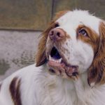 Comprehensive Guide to Grooming Your Clumber Spaniel