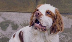 Comprehensive Guide to Grooming Your Clumber Spaniel