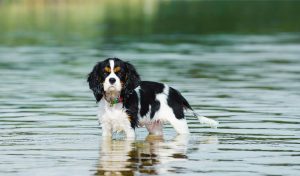 The Role of Exercise in Maintaining a Well-Trained and Happy Cavalier King Charles Spaniel