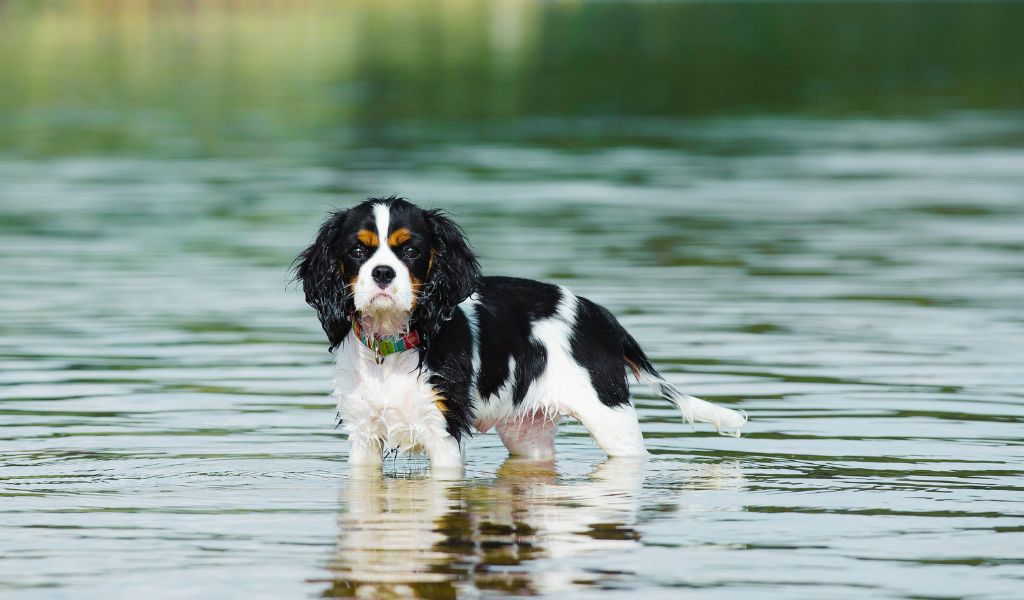 The Role of Exercise in Maintaining a Well-Trained and Happy Cavalier King Charles Spaniel