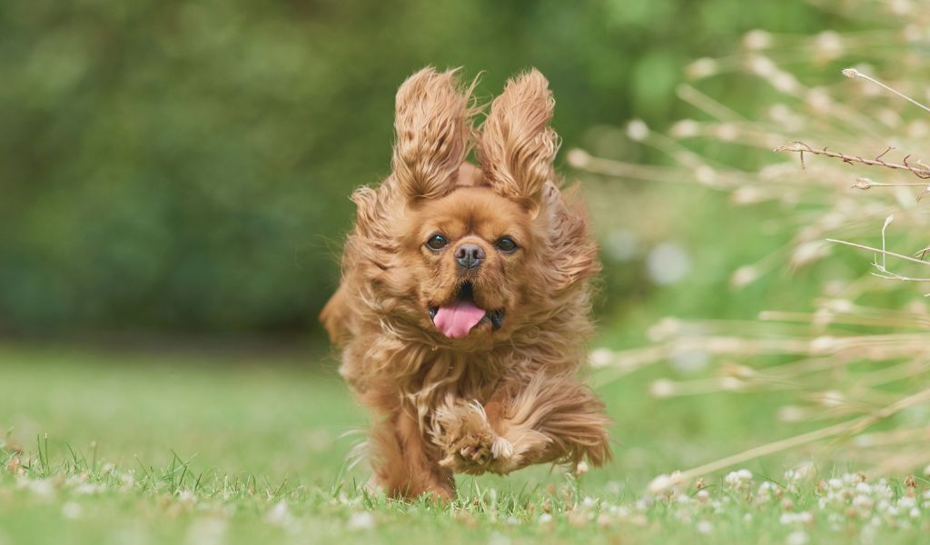 The Role of Exercise in Maintaining a Well-Trained and Happy Cavalier King Charles Spaniel