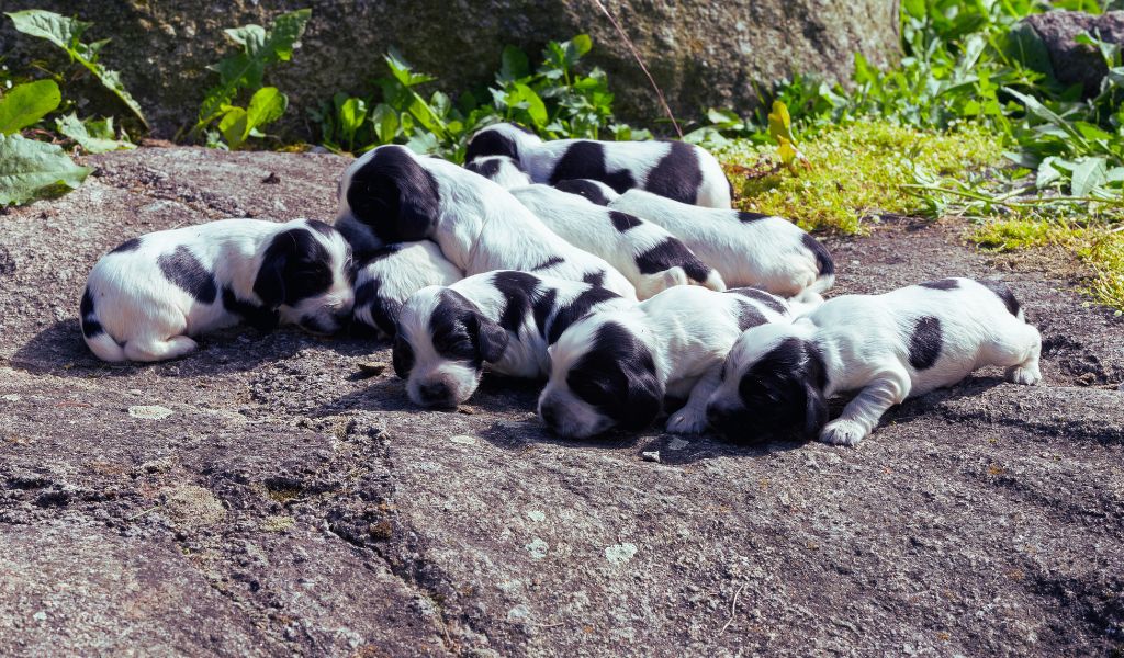 The Ultimate Guide to Finding the Easiest Spaniel to Train: 11 Insider Tips You Can't Ignore