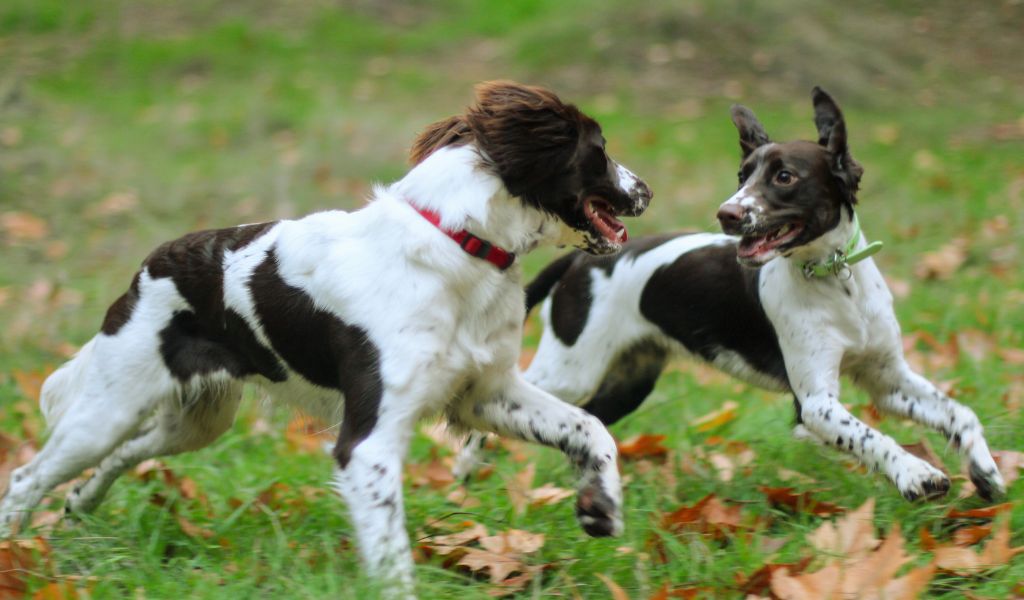 Can dogs tell if other dogs are family?