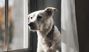 Why do dogs love looking out of the window?