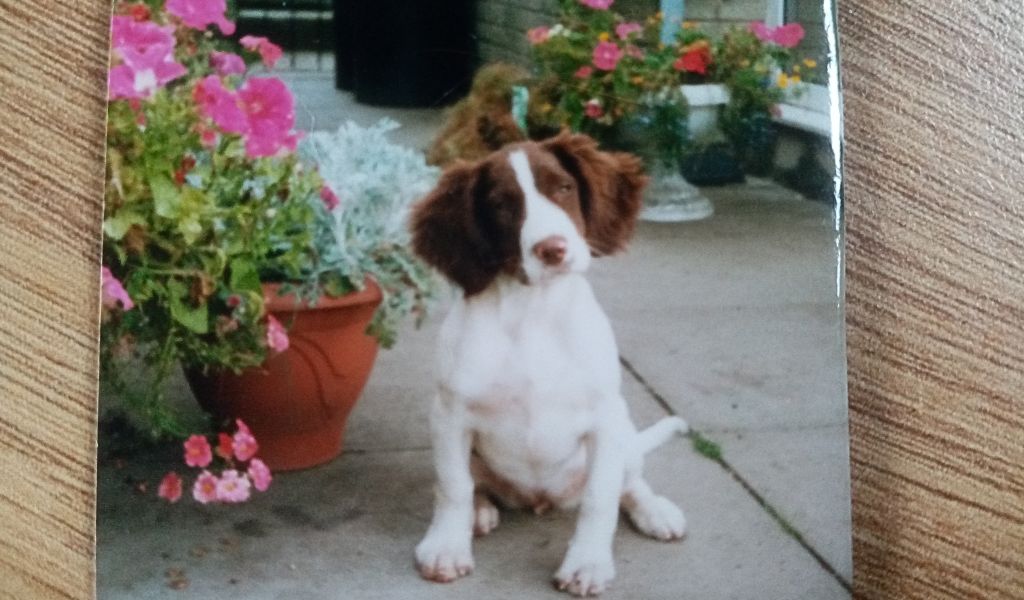 Cloister Katie english springer spaniel as a puppy sat with the flowers