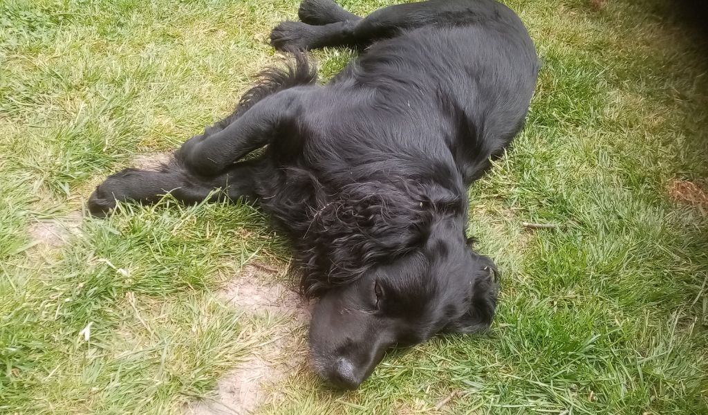 Coedlanpren Nimrod Cocker Spaniel relaxing in the garden