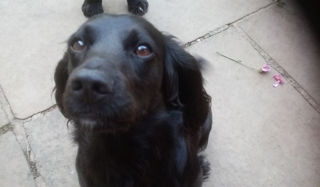 India Nimrod Cocker Spaniel demonstrating how to sit