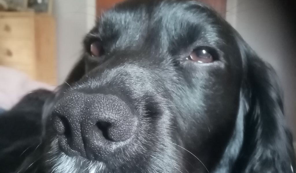 Photo of Naxshivan Dark Knight one of my Cocker spaniels