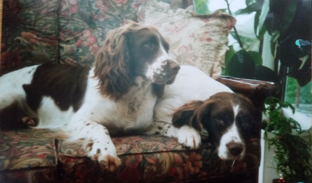 Picture of Bess and Twig my English Springer spaniels relaxing together
